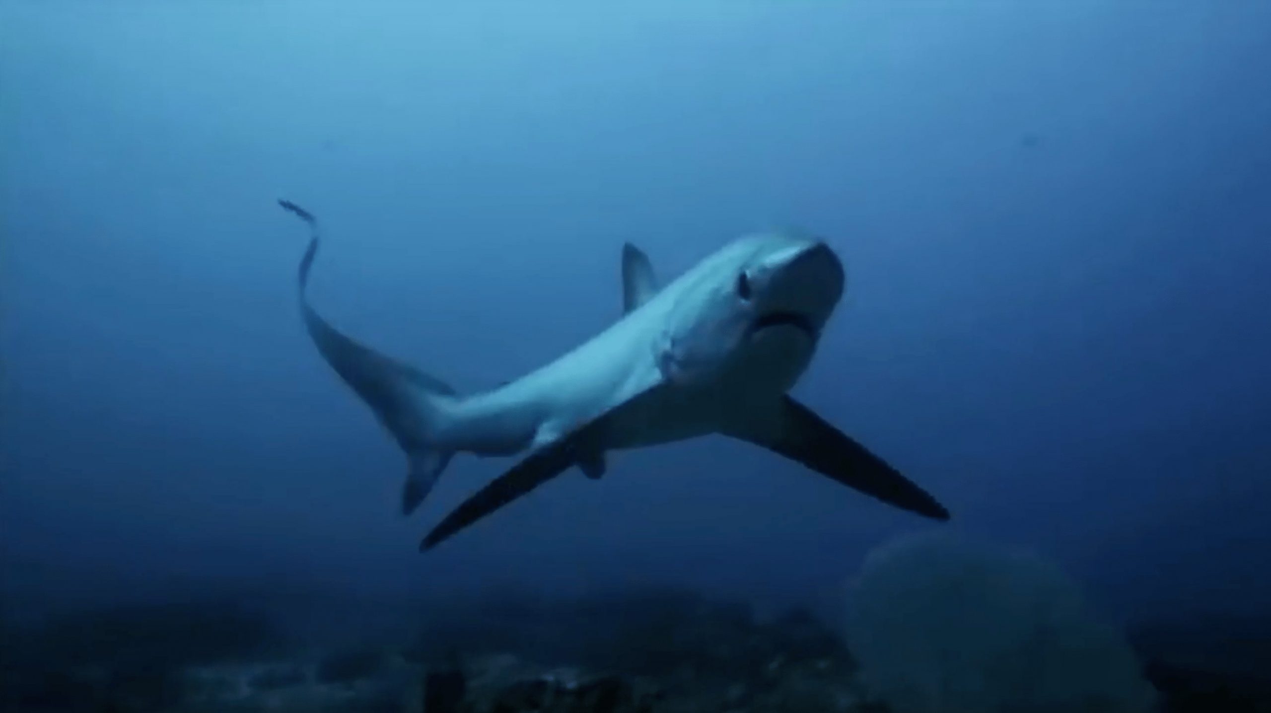 PASSION PICTURES Ninja Sharks